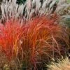 Flame Grass (Miscanthus 'Purpurascens') - 1 Gallon Pot