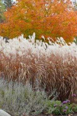 Flame Grass (Miscanthus 'Purpurascens') - 6 Pack Of 1 Gallon Pots -Garden Wisp Sales Store miscanthus purpurascens flame grass 4 1