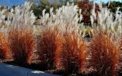 Flame Grass (Miscanthus 'Purpurascens') - 1 Gallon Pot -Garden Wisp Sales Store miscanthus purpurascens flame grass 5