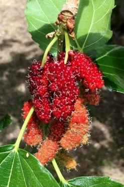 Red Mulberry Tree (Morus Rubra) - 1 Gallon Pot 12 Red Mulberry Tree (Morus Rubra) - 1 Gallon Pot -Garden Wisp Sales Store morus rubra red mulberry berries 12