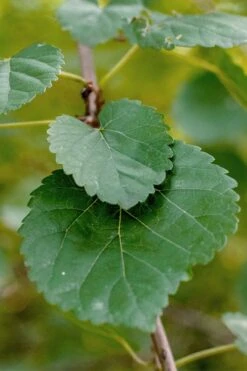 Red Mulberry Tree (Morus Rubra) - 1 Gallon Pot 13 Red Mulberry Tree (Morus Rubra) - 1 Gallon Pot -Garden Wisp Sales Store morus rubra red mulberry leaves 1