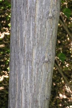 Red Mulberry Tree (Morus Rubra) - 1 Gallon Pot 15 Red Mulberry Tree (Morus Rubra) - 1 Gallon Pot -Garden Wisp Sales Store morus rubra red mulberry trunk bark 1