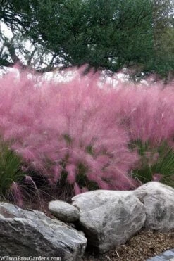 Pink Muhly Grass - Cotton Candy Grass - 1 Gallon Pot -Garden Wisp Sales Store muhlenbergia capillaris pink muhly cotton candy grass 202 2