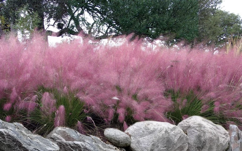 Pink Muhly Grass (Cotton Candy Grass) - 1 Gallon Pot (On Sale) 4 Pink Muhly Grass (Cotton Candy Grass) - 1 Gallon Pot (On Sale) - Image 4