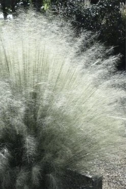 White Cloud Muhly Grass - 1 Gallon Pot -Garden Wisp Sales Store muhlenbergia capillaris white cloud muhly grass 101