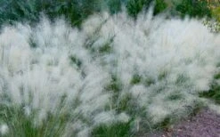 White Cloud Muhly Grass - 3 Gallon Pot -Garden Wisp Sales Store muhlenbergia capillaris white cloud muhly grass 102 1