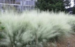 White Cloud Muhly Grass - 1 Gallon Pot -Garden Wisp Sales Store muhlenbergia capillaris white cloud muhly grass 103