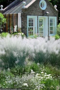 White Cloud Muhly Grass - 3 Gallon Pot -Garden Wisp Sales Store muhlenbergia capillaris white cloud muhly grass 108 1