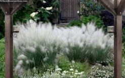 White Cloud Muhly Grass - 1 Gallon Pot -Garden Wisp Sales Store muhlenbergia capillaris white cloud muhly grass 109