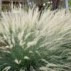Big Muhly Grass - 6 Pack Of 1 Gallon Pots