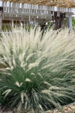 Big Muhly Grass - 6 Pack Of 1 Gallon Pots