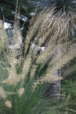 Big Muhly Grass - 6 Pack Of 1 Gallon Pots -Garden Wisp Sales Store muhlenbergia lindheimeri big blue muhly grass 3