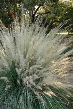 Big Muhly Grass - 6 Pack Of 1 Gallon Pots -Garden Wisp Sales Store muhlenbergia lindheimeri big blue muhly grass 4