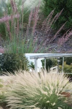 Big Muhly Grass - 6 Pack Of 1 Gallon Pots -Garden Wisp Sales Store muhlenbergia lindheimeri big blue muhly grass 7