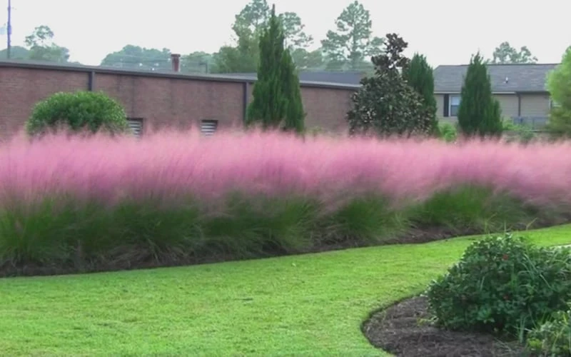 Pink Muhly Grass (Cotton Candy Grass) - 1 Gallon Pot (On Sale) 8 Pink Muhly Grass (Cotton Candy Grass) - 1 Gallon Pot (On Sale) - Image 8