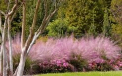 Pink Muhly Grass (Cotton Candy Grass) - 1 Gallon Pot (On Sale) 19 Pink Muhly Grass (Cotton Candy Grass) - 1 Gallon Pot (On Sale) -Garden Wisp Sales Store muhly grass pink 76