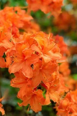Mandarin Lights Cold Hardy Azalea (Rhododendron) - 6 Gallon Pot -Garden Wisp Sales Store native azalea mandarin lights 1