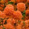 Mandarin Lights Cold Hardy Azalea (Rhododendron) - 1 Gallon Pot