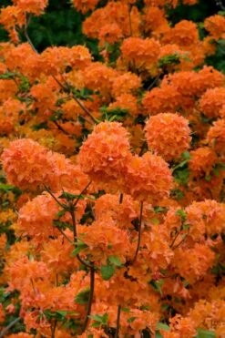 Mandarin Lights Cold Hardy Azalea (Rhododendron) - 6 Gallon Pot -Garden Wisp Sales Store native azalea mandarin lights 3