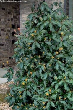 Jim Porter Sweet Toothed Tea Olive - 3 Gallon Pot -Garden Wisp Sales Store osmanthus armatus jim porter tea olive 1