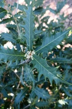 Jim Porter Sweet Toothed Tea Olive - 3 Gallon Pot -Garden Wisp Sales Store osmanthus armatus jim porter tea olive 4