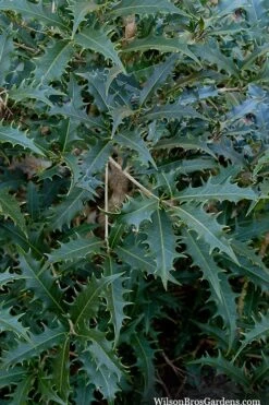 Jim Porter Sweet Toothed Tea Olive - 3 Gallon Pot -Garden Wisp Sales Store osmanthus armatus jim porter tea olive 6