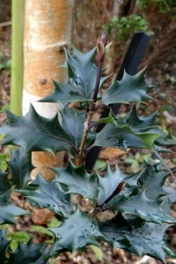 Purple Leaf Tea Olive (Osmanthus Heterophyllus 'Purpurea') - 1 Gallon Pot -Garden Wisp Sales Store osmanthus heterophyllus purpurea purple leaf tea olive 7