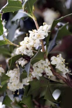 Purple Leaf Tea Olive (Osmanthus Heterophyllus 'Purpurea') - 1 Gallon Pot -Garden Wisp Sales Store osmanthus heterophyllus purpurea purple leaf tea olive 9