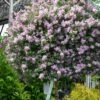 Palibin Lilac Tree (Single Trunk) - 7 Gallon Pot (5-6')