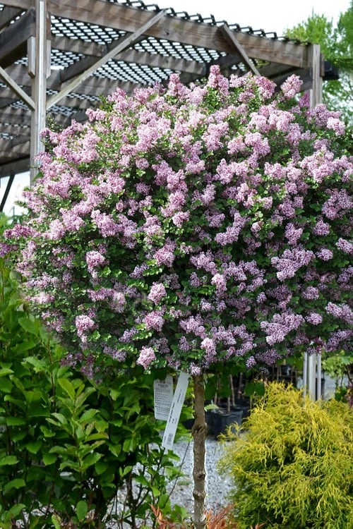 Palibin Lilac Tree (Single Trunk) - 7 Gallon Pot (5-6') 1 Palibin Lilac Tree (Single Trunk) - 7 Gallon Pot (5-6')