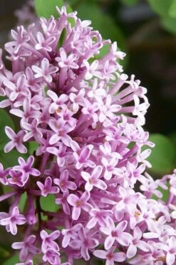 Palibin Lilac Tree (Single Trunk) - 7 Gallon Pot (5-6') 7 Palibin Lilac Tree (Single Trunk) - 7 Gallon Pot (5-6') -Garden Wisp Sales Store palibin lilac tree 2
