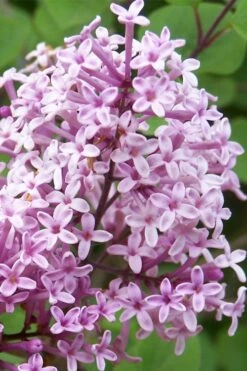 Palibin Lilac Tree (Single Trunk) - 7 Gallon Pot (5-6') 6 Palibin Lilac Tree (Single Trunk) - 7 Gallon Pot (5-6') -Garden Wisp Sales Store palibin lilac tree 3 1