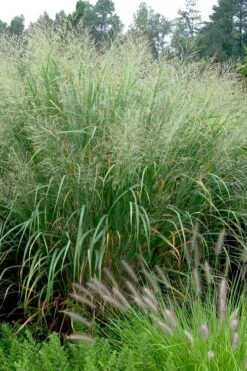 Cloud Nine Switch Grass (Panicum Virgatum) - 6 Pack Of 1 Gallon Pots -Garden Wisp Sales Store panicum virgatum cloud nine switch grass 2