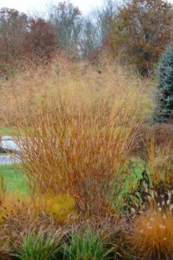 Cloud Nine Switch Grass (Panicum Virgatum) - 6 Pack Of 1 Gallon Pots -Garden Wisp Sales Store panicum virgatum cloud nine switch grass 3