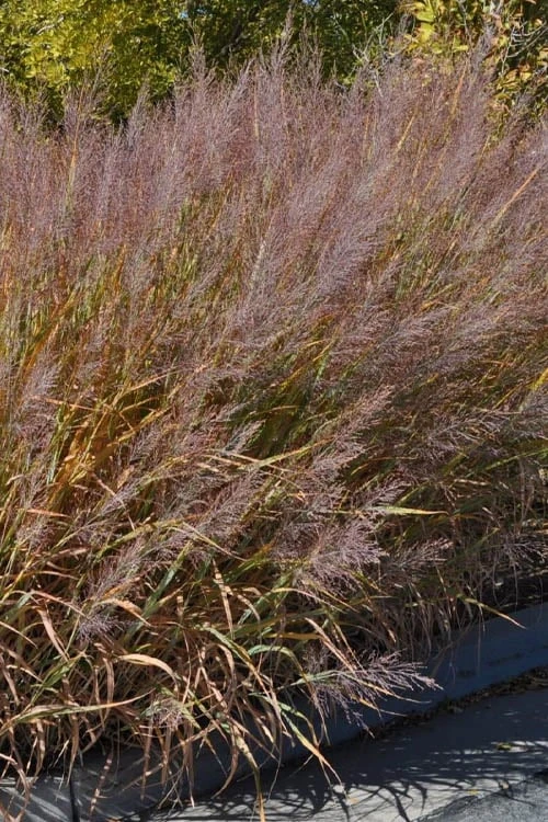 Dallas Blues Switch Grass (Panicum Virgatum) - 1 Gallon Pot 8 Dallas Blues Switch Grass (Panicum Virgatum) - 1 Gallon Pot - Image 8