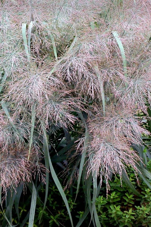 Dallas Blues Switch Grass (Panicum Virgatum) - 1 Gallon Pot 6 Dallas Blues Switch Grass (Panicum Virgatum) - 1 Gallon Pot - Image 6