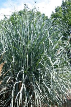 Dallas Blues Switch Grass (Panicum Virgatum) - 1 Gallon Pot 12 Dallas Blues Switch Grass (Panicum Virgatum) - 1 Gallon Pot -Garden Wisp Sales Store panicum virgatum dallas blues switch grass 3