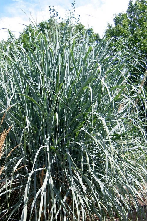 Dallas Blues Switch Grass (Panicum Virgatum) - 1 Gallon Pot 5 Dallas Blues Switch Grass (Panicum Virgatum) - 1 Gallon Pot - Image 5