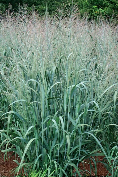 Dallas Blues Switch Grass (Panicum Virgatum) - 1 Gallon Pot 7 Dallas Blues Switch Grass (Panicum Virgatum) - 1 Gallon Pot - Image 7