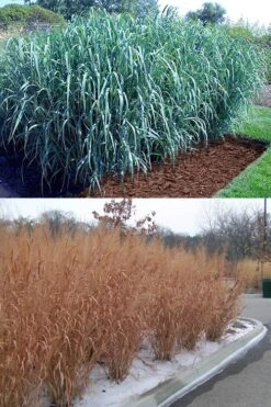 Dallas Blues Switch Grass (Panicum Virgatum) - 1 Gallon Pot 11 Dallas Blues Switch Grass (Panicum Virgatum) - 1 Gallon Pot -Garden Wisp Sales Store panicum virgatum dallas blues switch grass 5