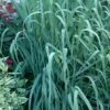 Dallas Blues Switch Grass (Panicum Virgatum) - 1 Gallon Pot