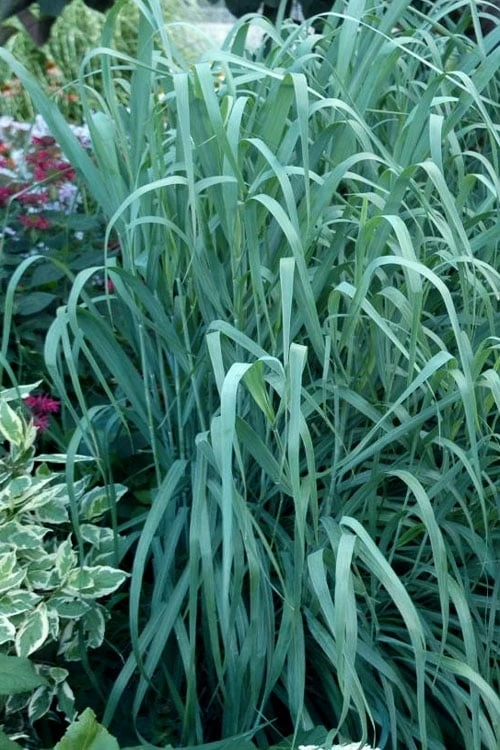 Dallas Blues Switch Grass (Panicum Virgatum) - 1 Gallon Pot 1 Dallas Blues Switch Grass (Panicum Virgatum) - 1 Gallon Pot