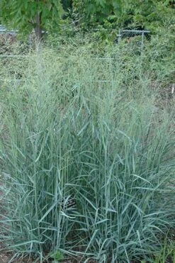 Prairie Sky Red Switch Grass (Panicum Virgatum) - 6 Pack Of 1 Gallon Pots 10 Prairie Sky Red Switch Grass (Panicum Virgatum) - 6 Pack Of 1 Gallon Pots -Garden Wisp Sales Store panicum virgatum prairie sky switch grass 10