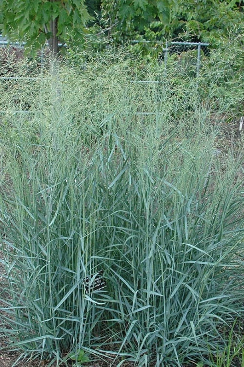 Prairie Sky Red Switch Grass (Panicum Virgatum) - 6 Pack Of 1 Gallon Pots 4 Prairie Sky Red Switch Grass (Panicum Virgatum) - 6 Pack Of 1 Gallon Pots - Image 4