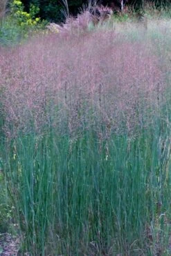 Prairie Sky Red Switch Grass (Panicum Virgatum) - 6 Pack Of 1 Gallon Pots 13 Prairie Sky Red Switch Grass (Panicum Virgatum) - 6 Pack Of 1 Gallon Pots -Garden Wisp Sales Store panicum virgatum prairie sky switch grass 11