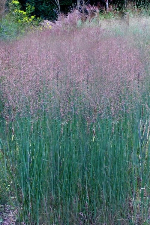 Prairie Sky Red Switch Grass (Panicum Virgatum) - 6 Pack Of 1 Gallon Pots 7 Prairie Sky Red Switch Grass (Panicum Virgatum) - 6 Pack Of 1 Gallon Pots - Image 7