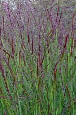 Prairie Sky Red Switch Grass (Panicum Virgatum) - 6 Pack Of 1 Gallon Pots 11 Prairie Sky Red Switch Grass (Panicum Virgatum) - 6 Pack Of 1 Gallon Pots -Garden Wisp Sales Store panicum virgatum prairie sky switch grass 15