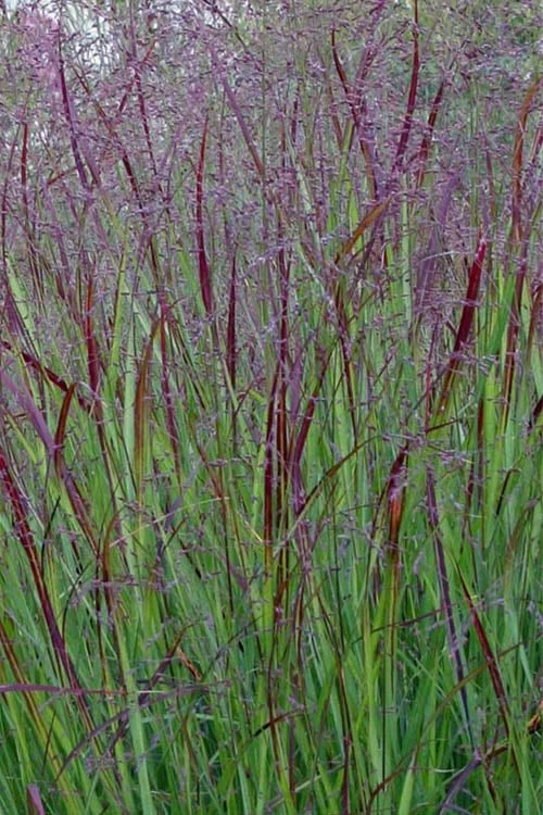 Prairie Sky Red Switch Grass (Panicum Virgatum) - 6 Pack Of 1 Gallon Pots 5 Prairie Sky Red Switch Grass (Panicum Virgatum) - 6 Pack Of 1 Gallon Pots - Image 5