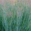 Prairie Sky Red Switch Grass (Panicum Virgatum) - 6 Pack Of 1 Gallon Pots