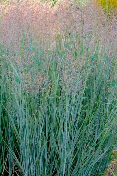 Prairie Sky Red Switch Grass (Panicum Virgatum) - 6 Pack Of 1 Gallon Pots 1 Prairie Sky Red Switch Grass (Panicum Virgatum) - 6 Pack Of 1 Gallon Pots